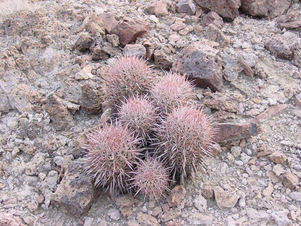 Echinocactus _polycephalus